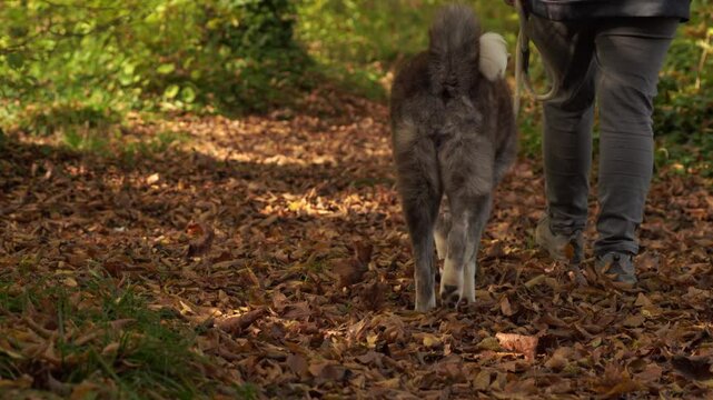 plan fixe d'une chienne et sa maitresse marchant sur un chemin plein de feuilles tomb&eacute;es, de l'automne qui s'annonce