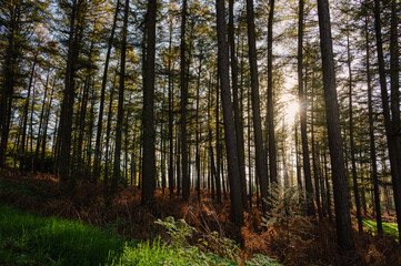 Obraz premium Das Bild zeigt eine malerische Waldlandschaft, in der hohe, majestätische Bäume in verschiedenen Grüntönen emporragen. 