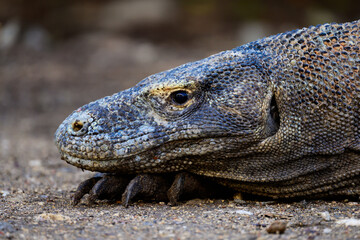 Komodo Dragon or Monitor Lizard Head Close-Up on Rinca Island in Komodo National Park, Flores