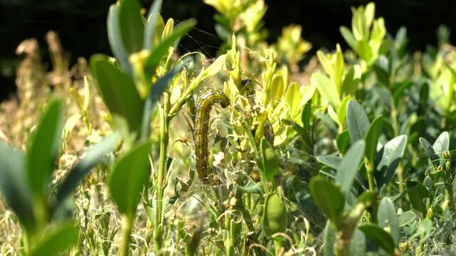 boxwood bush eaten by boxwood moth caterpillars
