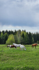 Thoroughbred horses grazing in field next to forest. Beautiful rural landscape. Vertical photo. High quality photo