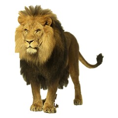 lion panthera leo