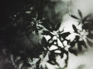 Abstract Shadow Leaves Monochrome Background