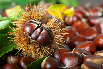 Chestnuts with leaves and burs on a wooden table