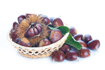 Chestnuts with leaves isolated on a white background
