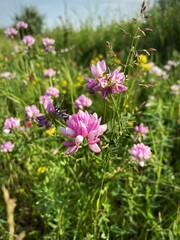Crownvetch blooming in the field 