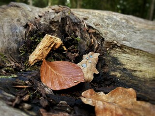 Autumn leaves on the log cowered with a dew drops