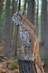 photography of lynxes in the middle of nature with a defiant look