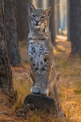 photography of lynxes in the middle of nature with a defiant look