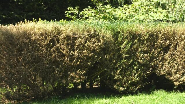 boxwood bush eaten by boxwood moth caterpillars