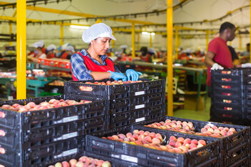 Woman in uniform checking quality of fruits at warehouse