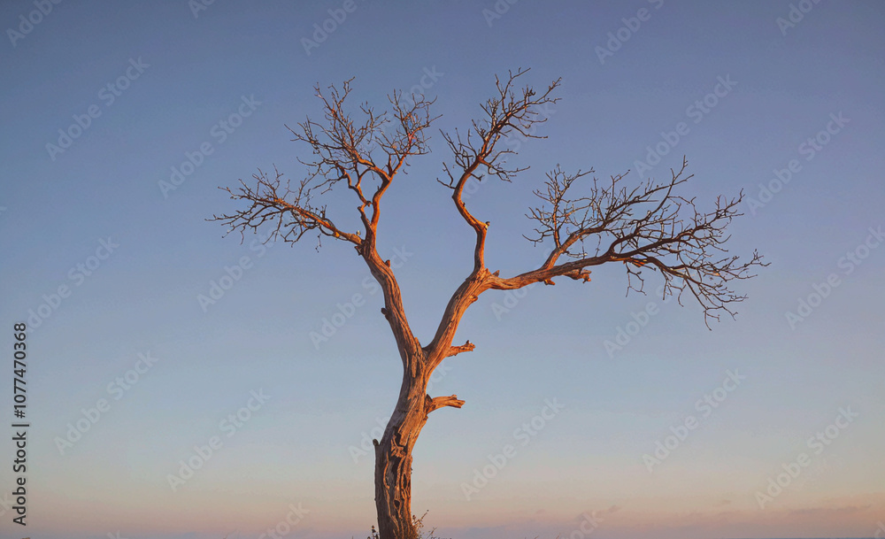 Poster Tree with no leaves is standing in a field