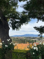 Vineyard Landscape Framed by Cypress Trees and White Flowers