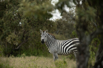Steppenzebras in Kenia