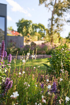 Landscaped Prairie Garden of modern luxury residence 