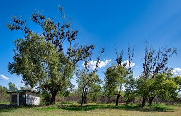 Trees with bats under a blue sky