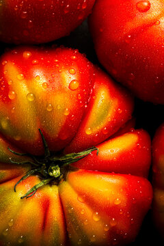 Close up detailed shot of red tomatos with moist