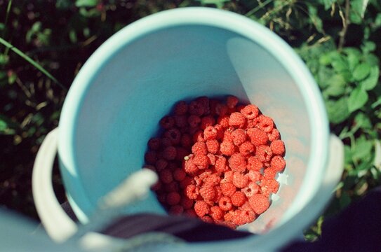 raspberry picking