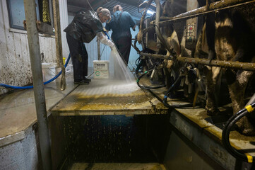 Hosing down the dairy