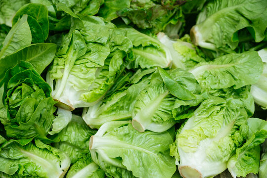 Fresh romaine lettuce
