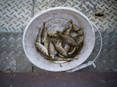 Freshly Caught Fish in a Bucket on Metal Surface