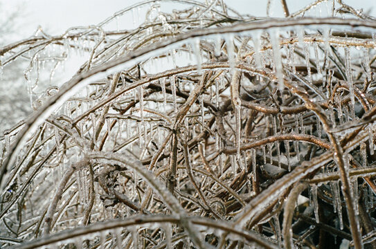 Hundreds of tiny icicles cover branches after Maine winter storm