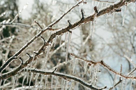 Icicles covering branches of a tree after a winter storm in Maine