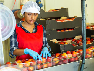 Positive Latino female employe in uniform sorting fresh ripe peaches at fruit warehouse