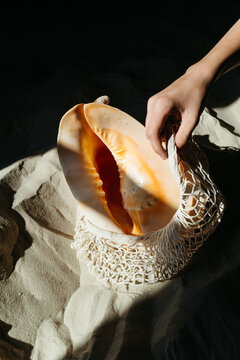 Delicate Seashell Resting Gently on Sandy Beach