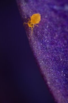 Globular springtail on purple petal, macro detail