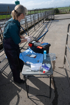 Skin growth surgery on a dairy cow