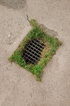  A sewer grate framed by green grass