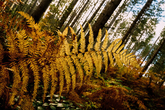Golden ferns and towering trees 