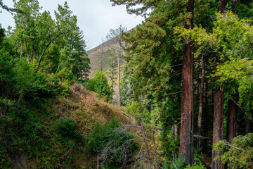 Mountains with forest