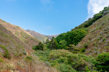 Mountains with forest