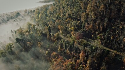 A road in a misty forest
