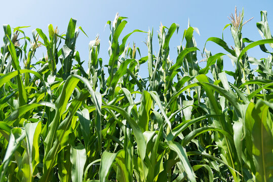 Corn field against clear sky