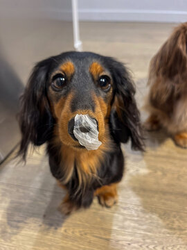 Black long-haired dachshund dog with a a piece of garlic on her nose