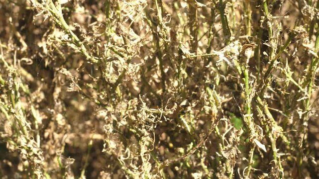 boxwood bush eaten by boxwood moth caterpillars
