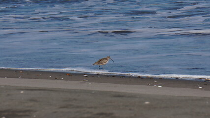 seagull on the beach