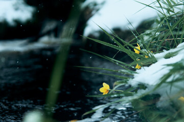 Snow covers vibrant yellow flowers growing near a flowing stream in a serene winter landscape
