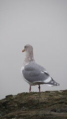 Views of Victoria, Canada