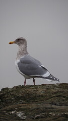 Views of Victoria, Canada