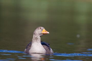 Ganso-bravo, nome cientifico (Anser anser). Um ganso num lago com um olhar atento.