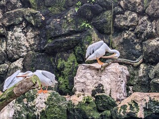 pelican on rock