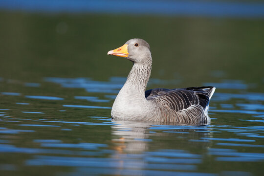Ganso-bravo, nome cientifico (Anser anser).  A observa&ccedil;&atilde;o de um bando de gansos fornece espect&aacute;culos inesquec&iacute;veis.