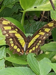 butterfly on leaf