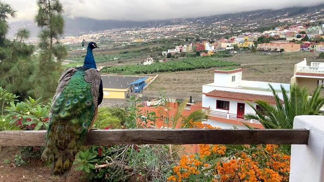 The peacock or Pavo cristatus bird sitting on La Orotava landscape background in Tenerife,Canary Islands,Spain.Selective focus.
