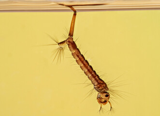 Stechmückenlarve (Culex)