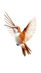 Obraz premium Close-up of rufous hummingbird male against a pure white background.